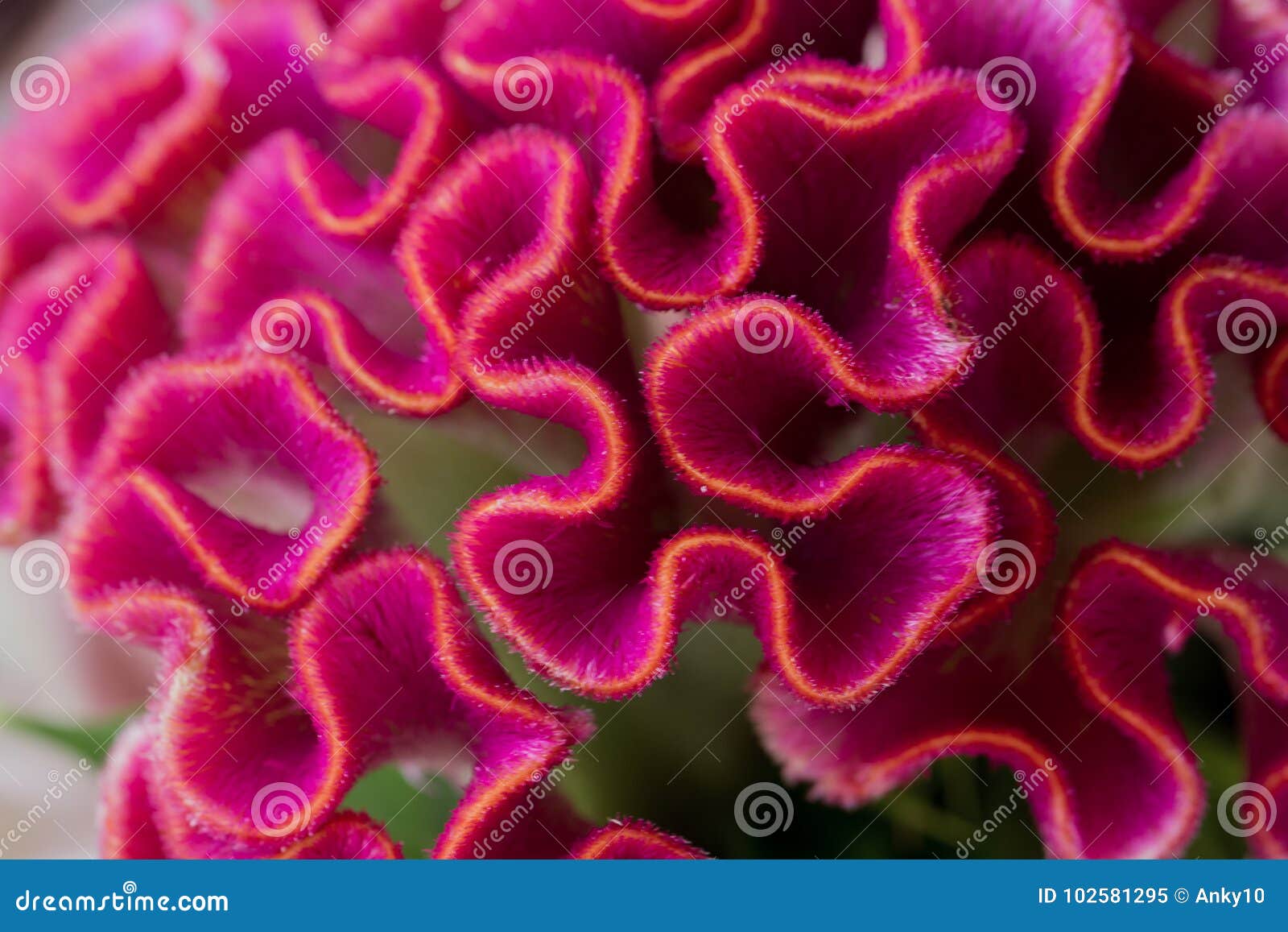 Красный цветок Cockscomb бархата в букете Стоковое Изображение -изображение насчитывающей экзотическо, цветок: 102581295