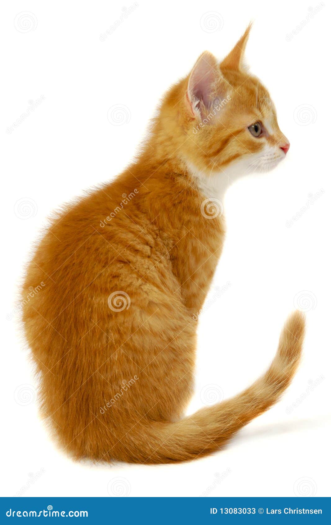 Рыжий кот сбоку