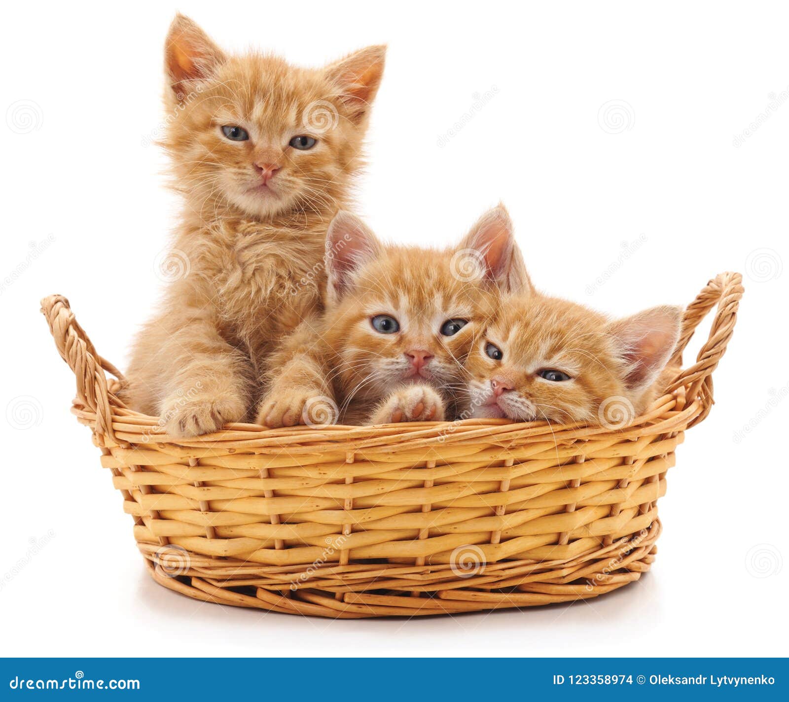 Котята в корзинке картинки