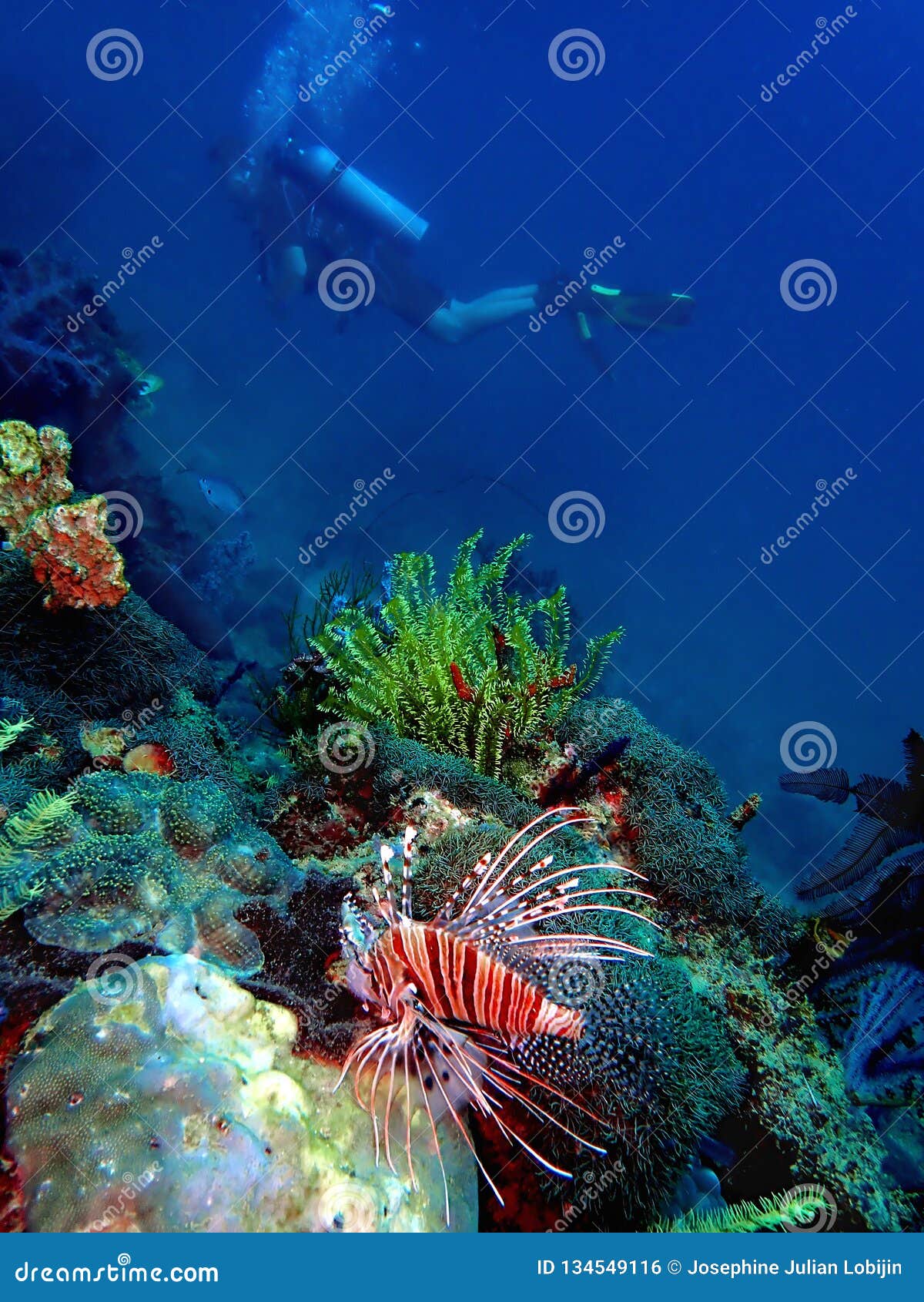 Красота Подводного Мира Фото Красота Подводного Мира Фото