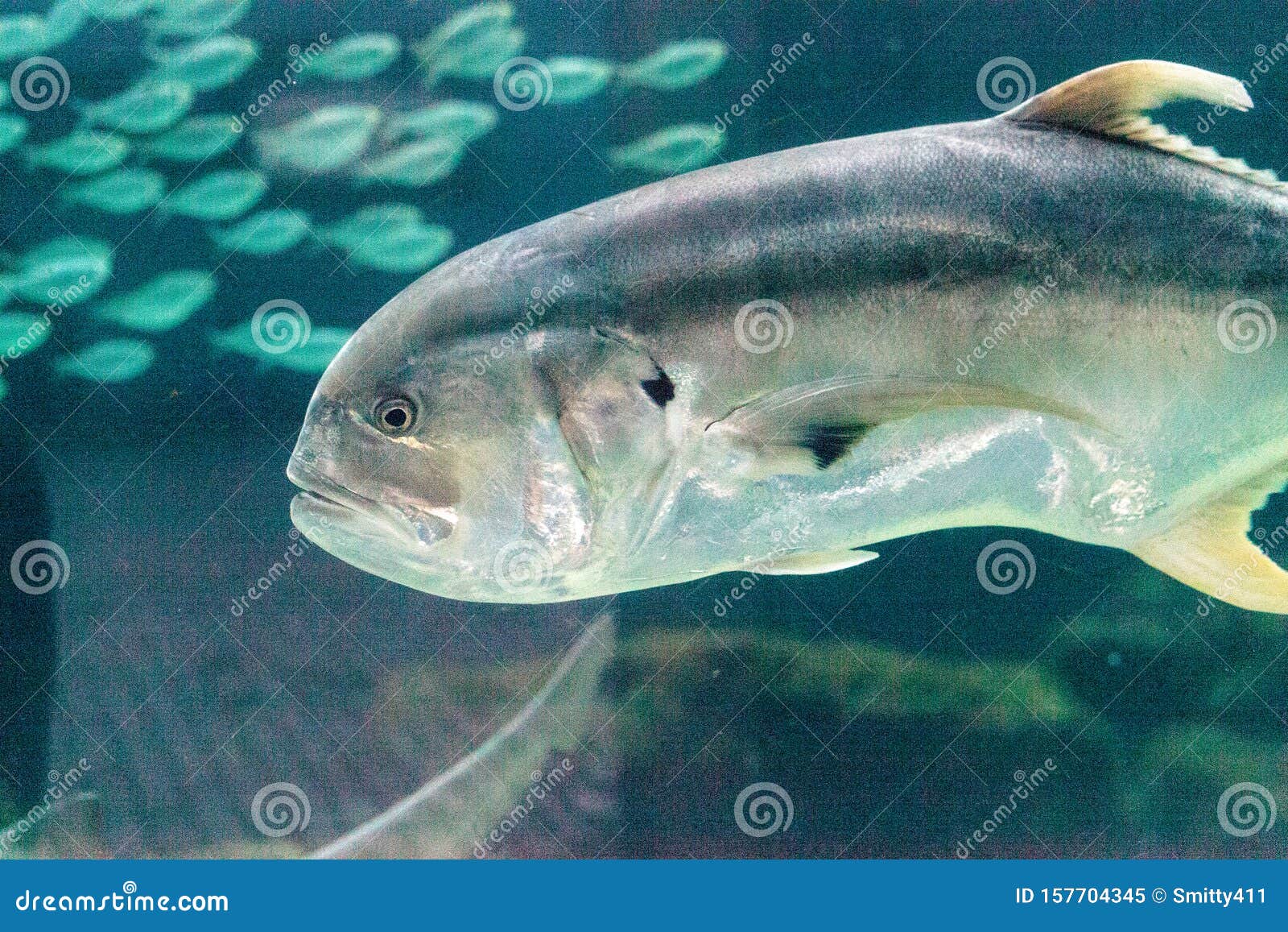 Jack fish что за рыба