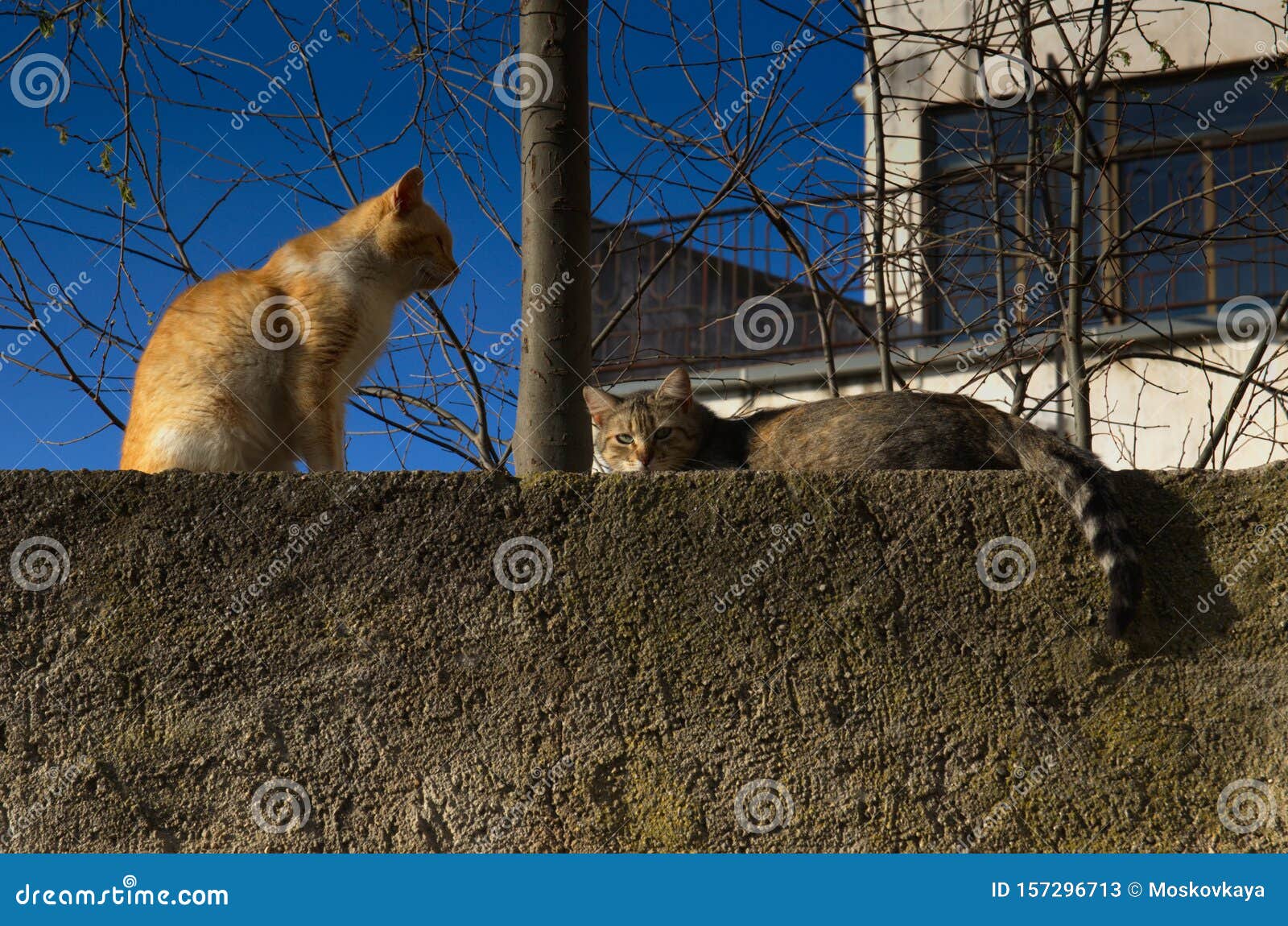 Кремовые Кошки Фото Кремовые Кошки Фото