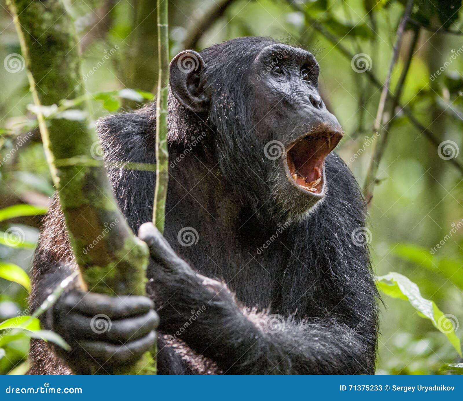 Шимпанзе звук скачать