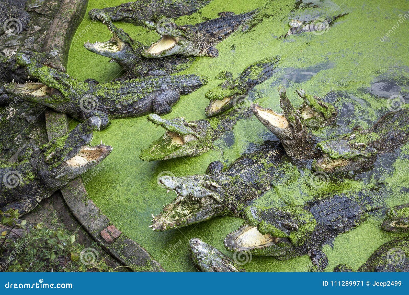 Крокодил в водоеме. Пруд с крокодилами. Крокодил в прудике. Водоем для крокодилов. Крокодилы в водоёме вид сверху.