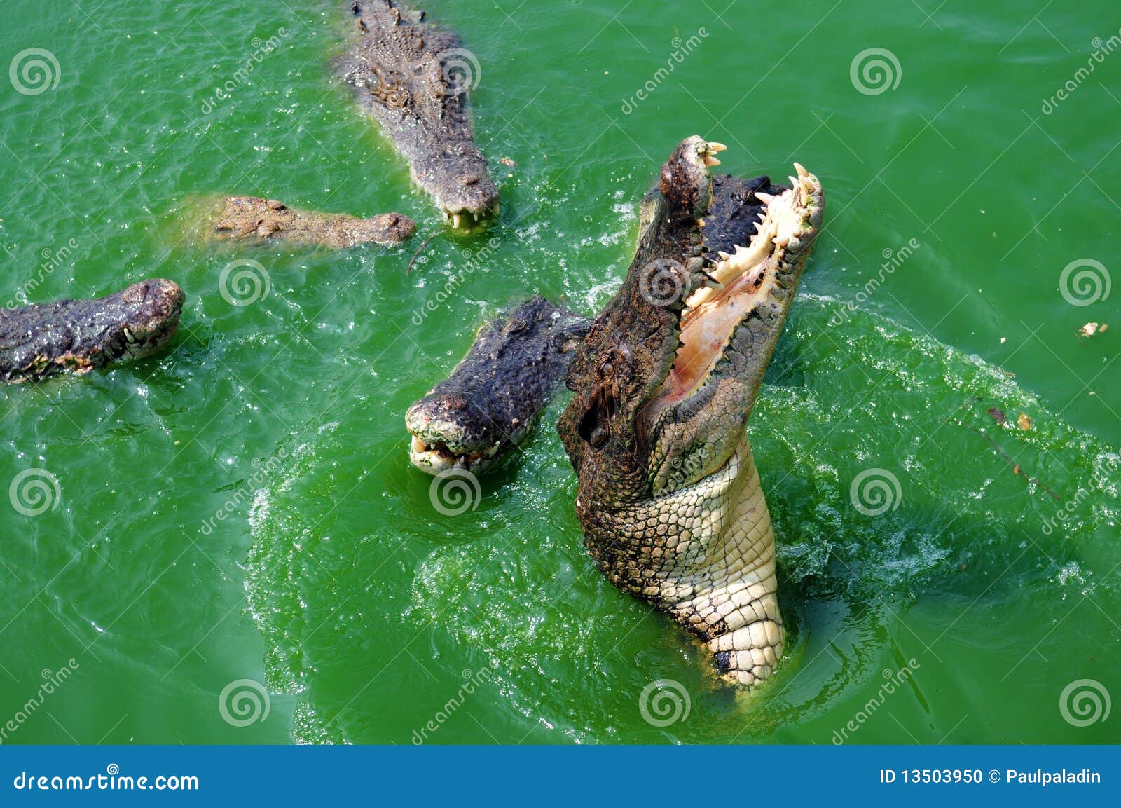 Крокодилы в соленой воде. Болото с крокодилами.