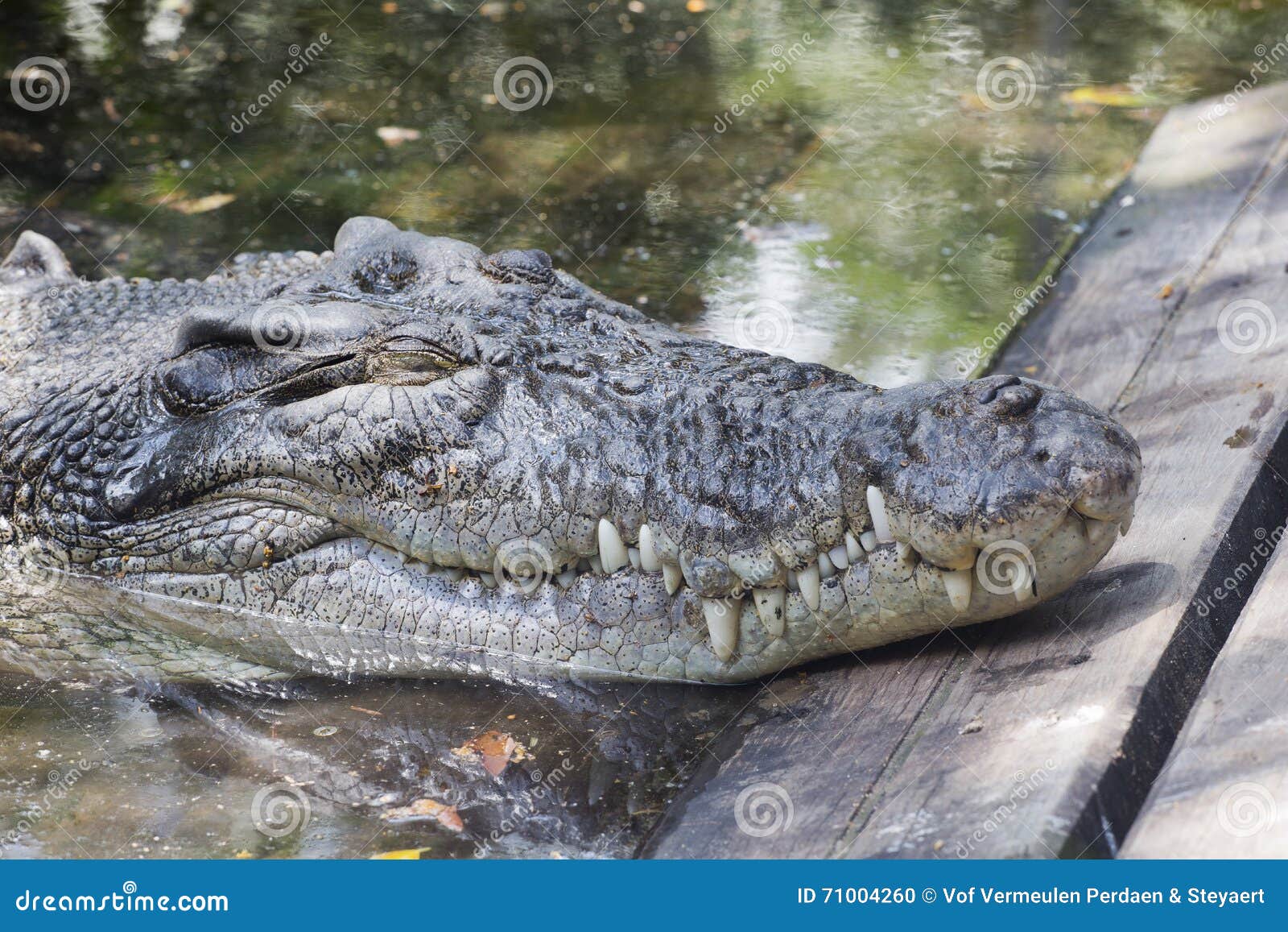 Крокодилы в соленой воде. Крокодил лежит на воде. Солоноватый крокодил. Крокодил отдыхает на берегу.