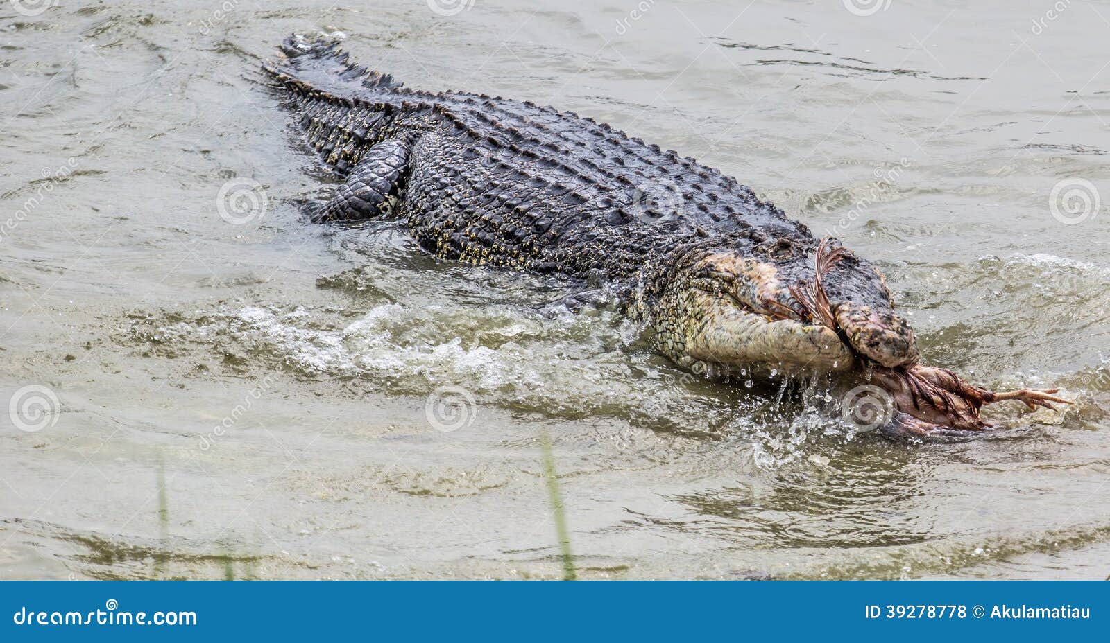 Крокодилы в соленой воде. Гребнистый крокодил скорость. Соленый крокодил. Крокодил в воде караулит добычу.