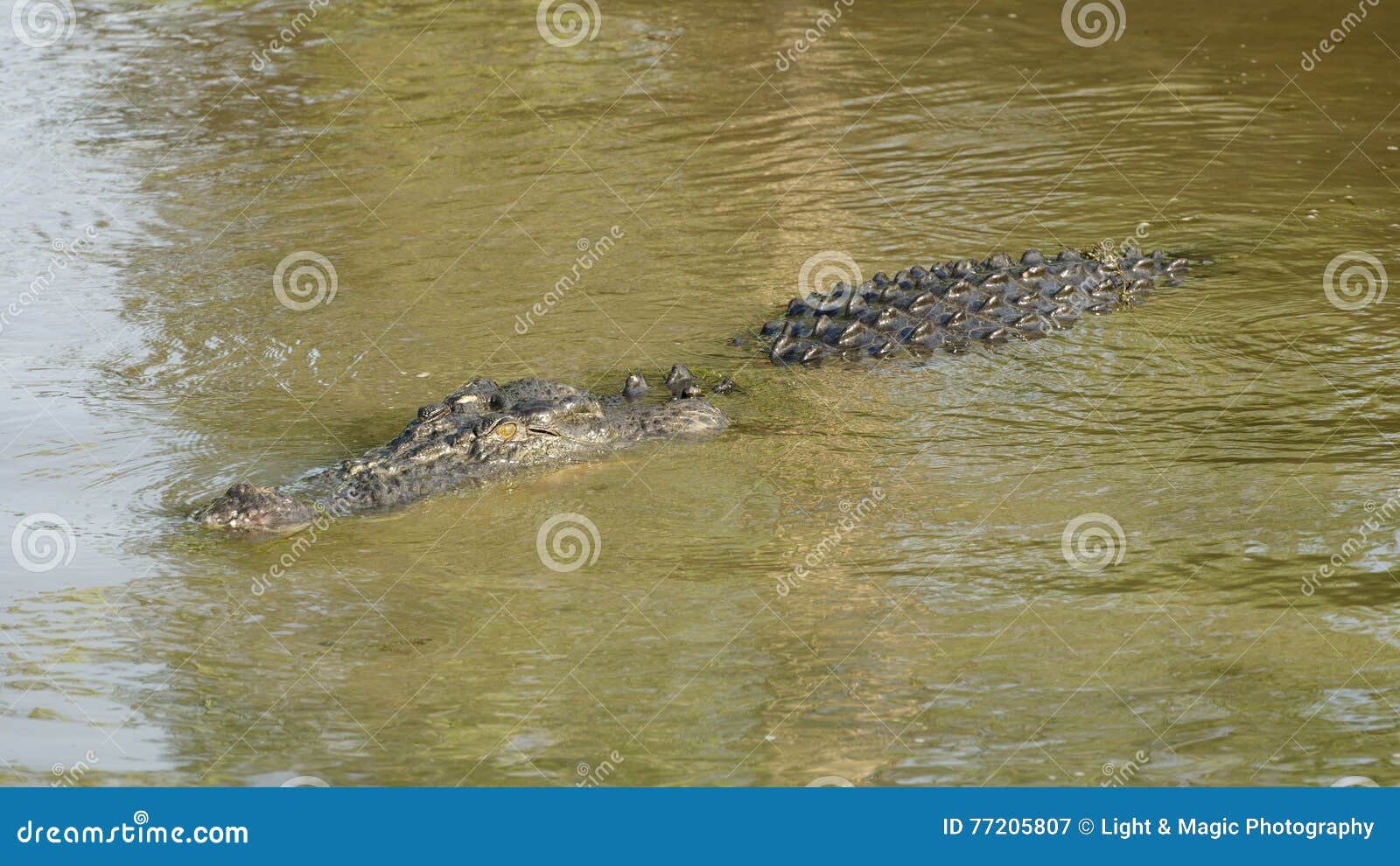 Крокодилы в соленой воде. Панамский крокодил жуандчо.