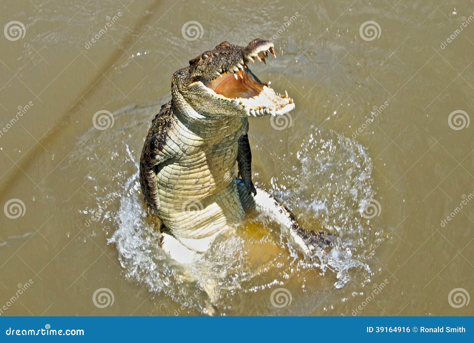 Крокодилы в соленой воде. Гребнистый крокодил прыжок. Крокодил выпрыгивает из воды. Крокодил из воды. Крокодил выныривает из воды.