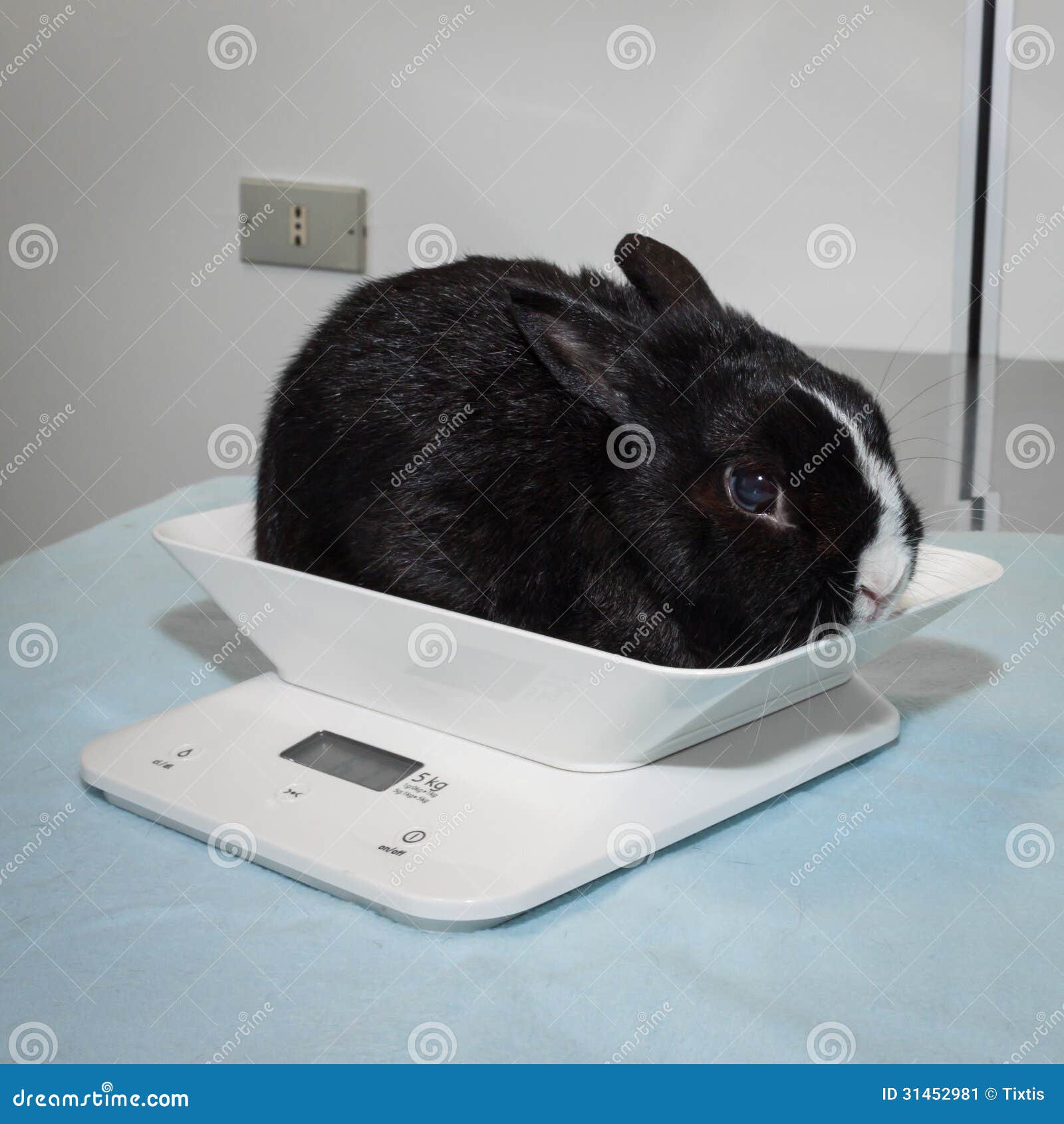 Весы кролик какие. Взвешивание кроликов. Кролик весы. Крольчата на весах. Кролик на весах.