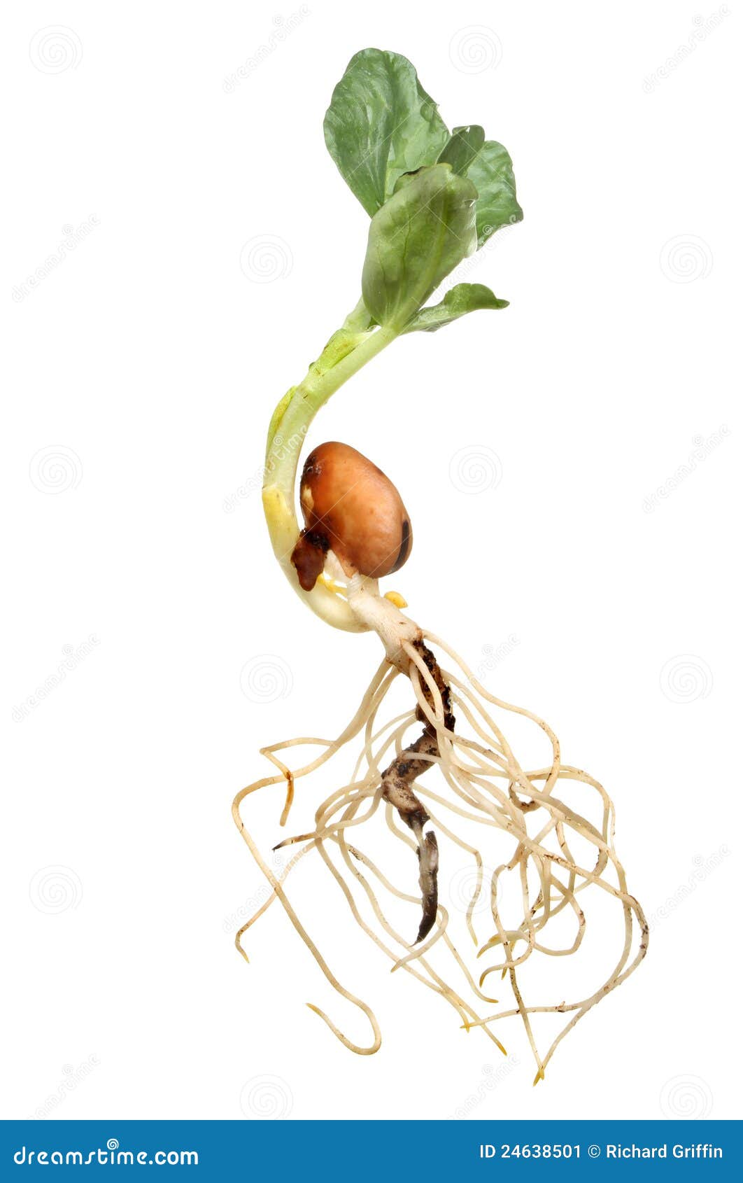Фасоль корневая. Корень фасоли. Корневая система фасоли. Пророщенные семена бобовых. Фасоль растение с корнем.