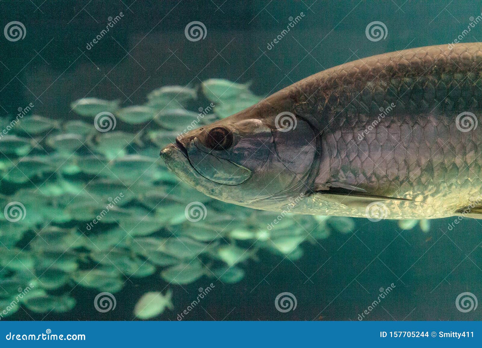 Тарпон Рыба Фото