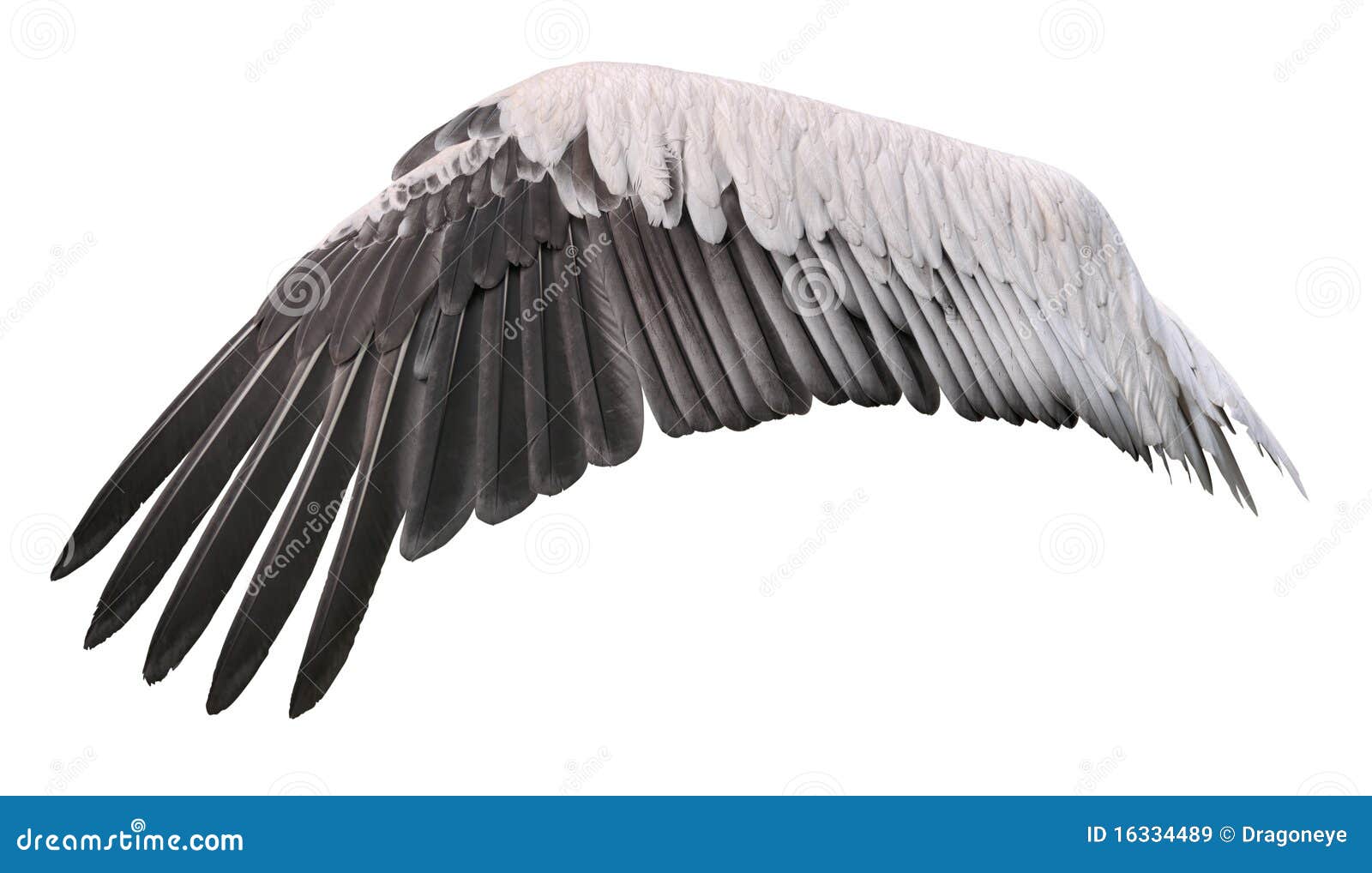 Стали птицы на крыло. Крыло птицы. Крыло журавля. Крылья пеликана. Журавлиные Крылья.