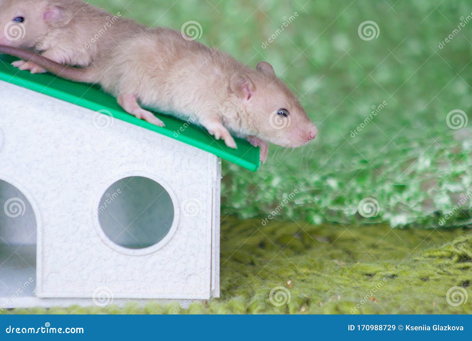 Крыса в доме. Маленькая домашняя мышь в норке игрушки. Символ Стоковое  Изображение - изображение насчитывающей запугивать, мало: 170988729