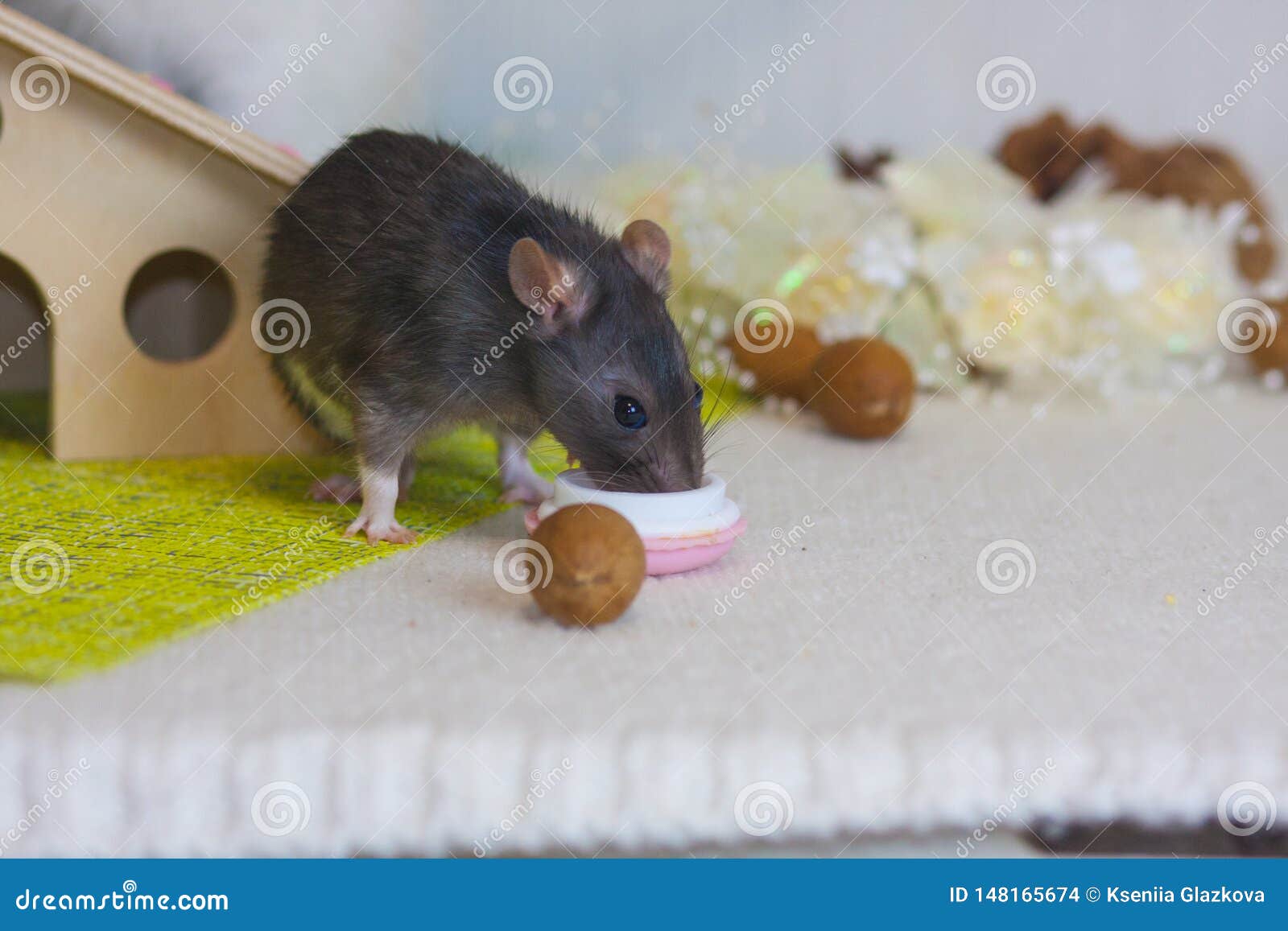 Можно ли крысам редиску. Крыса с орехом. Фундук крысам. Мыши едят орехи. Мышь грызет орехи.