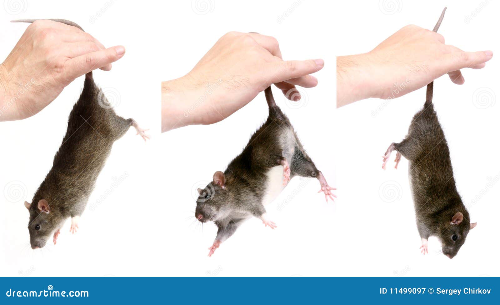 Лапками цепляется хвостиком упирается носом постукивает. Крыса в руке. Мышь в руке. Рука держит крысу за хвост. Мышл за хвост.