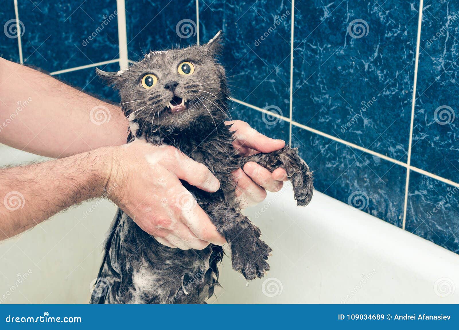Кот в ванне говорит нормально. Кот в ванной. Кошка боится воды. Серый котенок купается. Нормально котик в ванной.