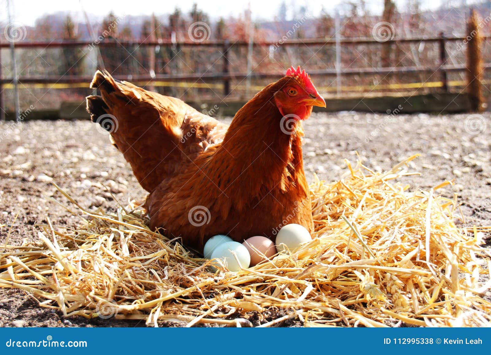 What to feed your chickens so they lay eggs year round. - YouTube