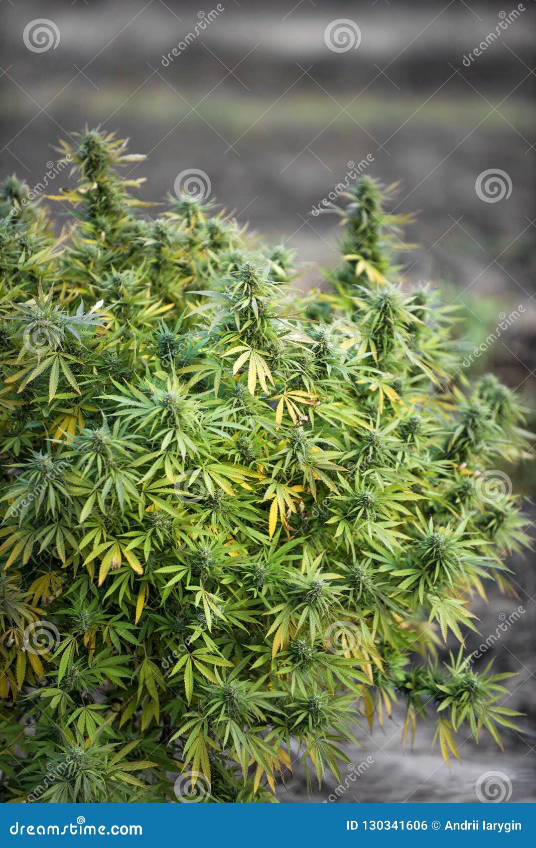 Большой куст марихуаны сыворотка arnaud hydra absolu