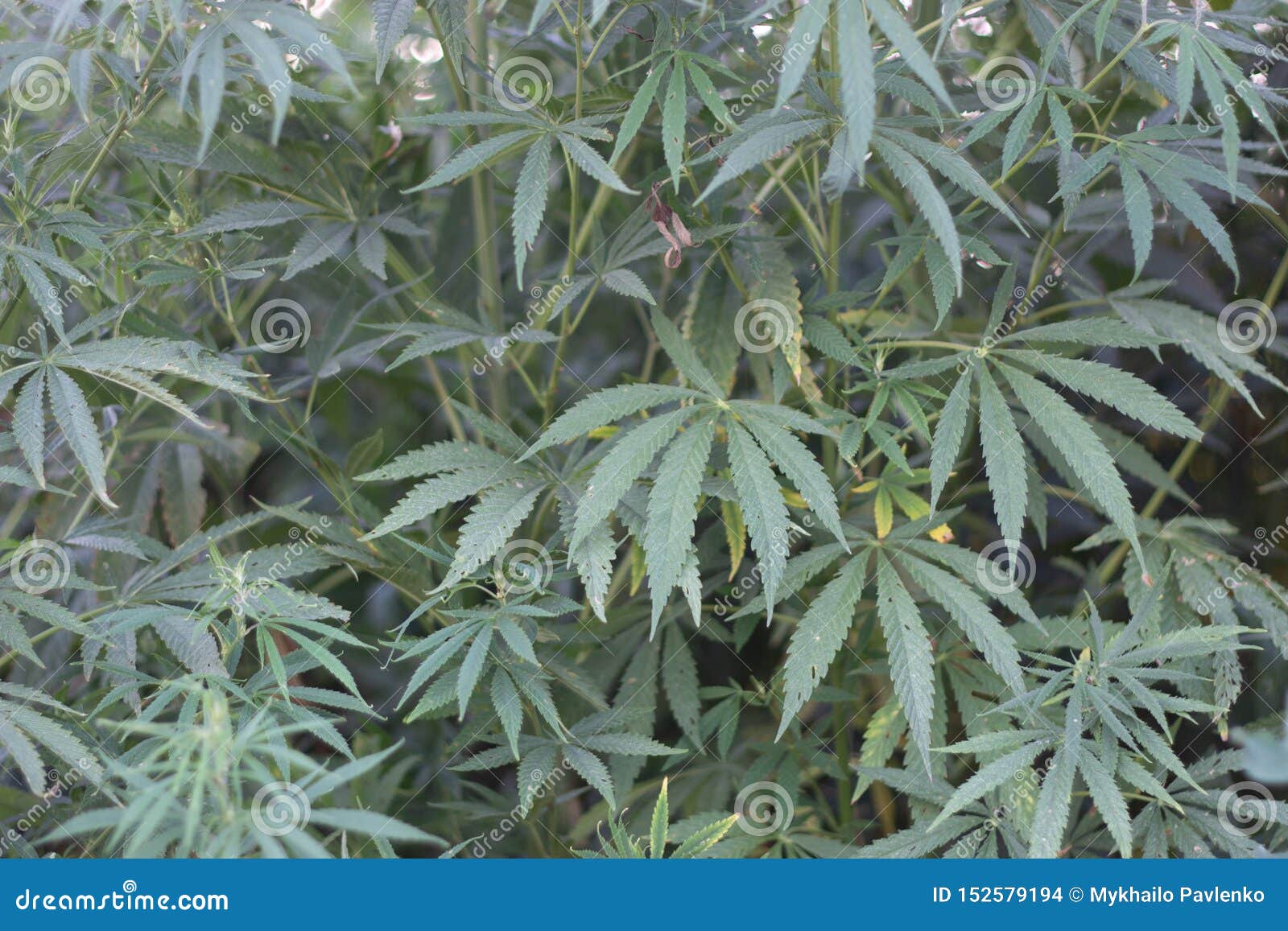 Скачать фото куст марихуаны браузер тор bundle