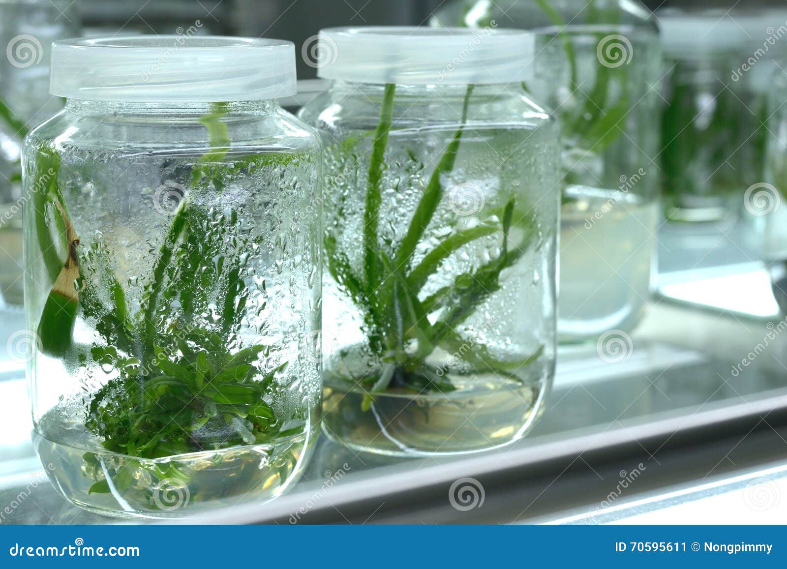 Plant culture. Plant Tissue Culture stock image.