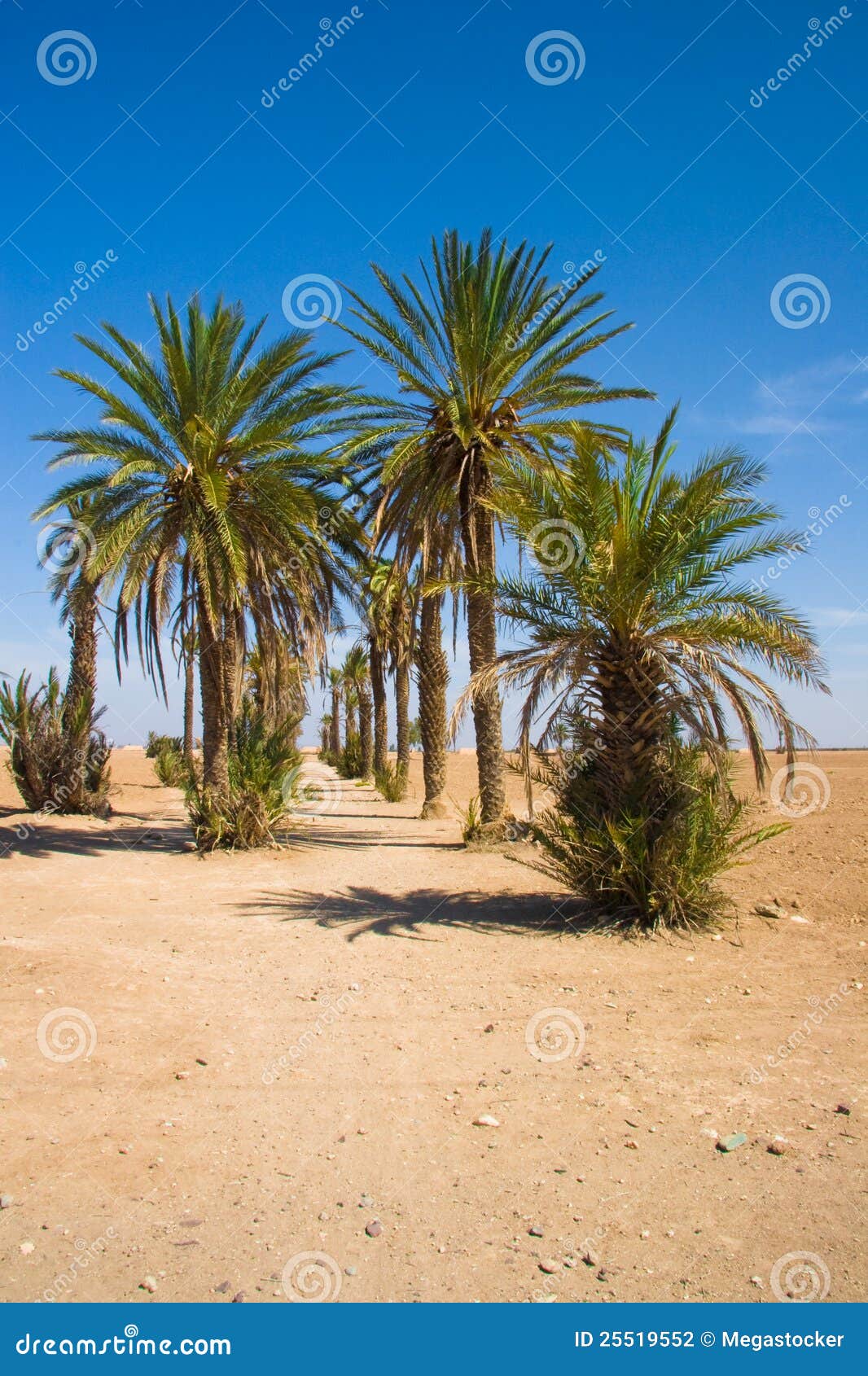 Palm desert steam фото 95