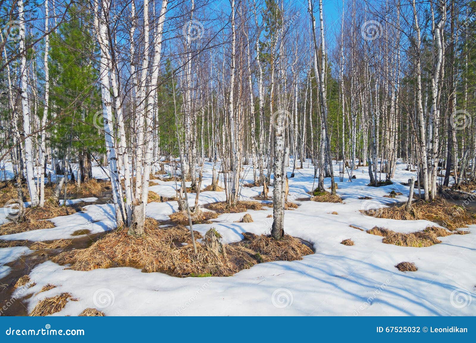 Проталины фото весной