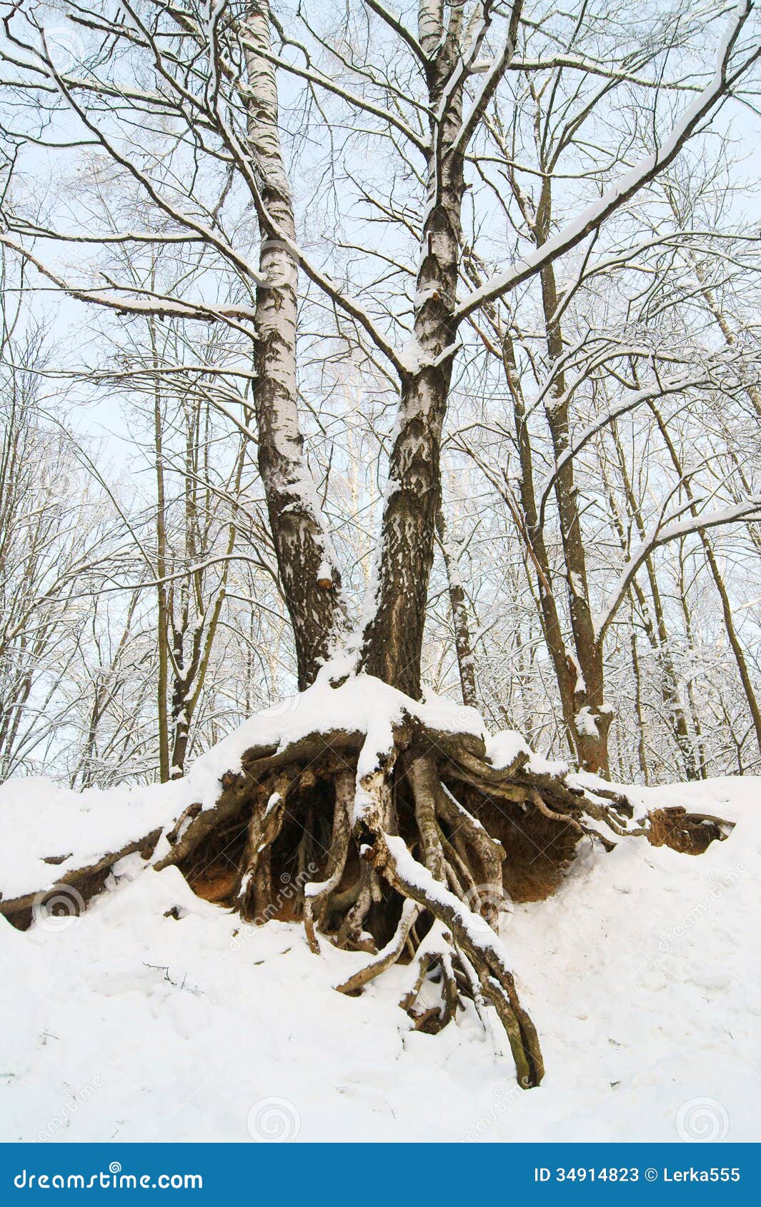 Корни березы