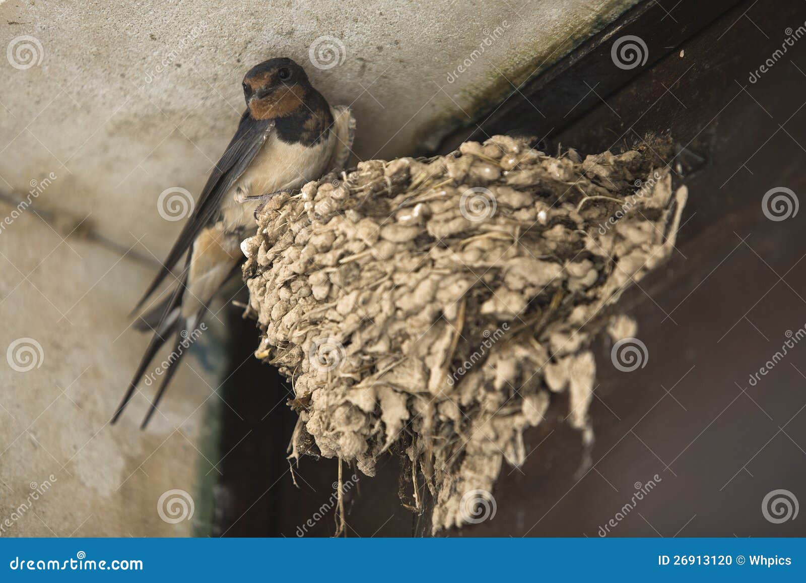 Под крышей дома свили гнездо. Гнездо ласточки береговушки. Гнездо ласточки под крышей. Ласточка птица гнездо. Ласточкино гнездо птицы.