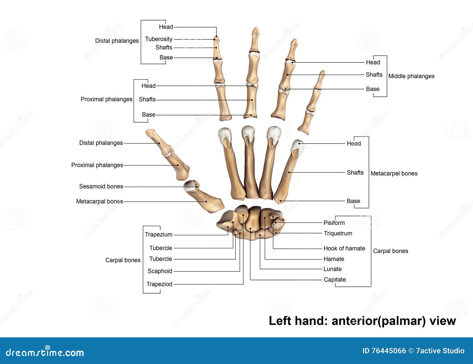 Кости пальцы птицы. Скелет левой руки. Строение скелета руки человека. Скелет левой руки человека фото с описанием. Рука скелета жесты.