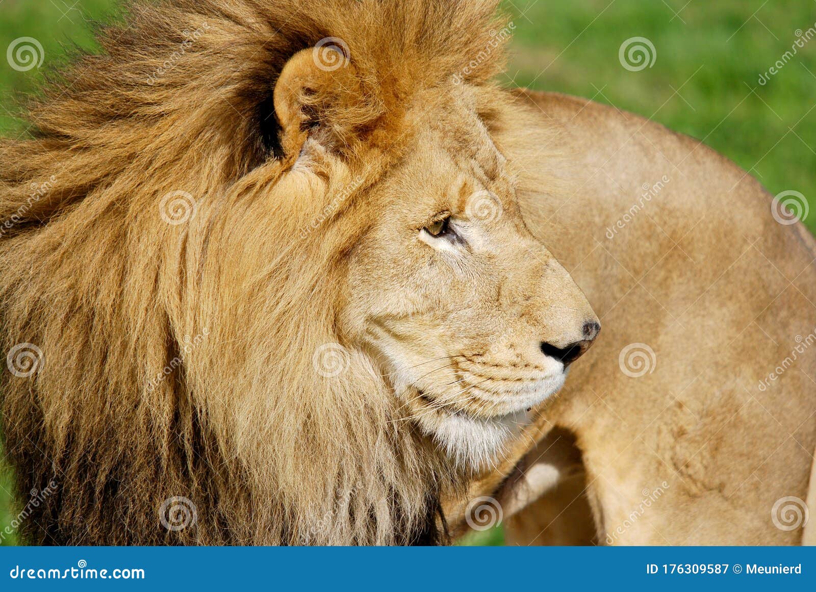 Азиатский лев. Иисус лев и агнец. Лев. Лев фото на белом фоне. Лев рычит.