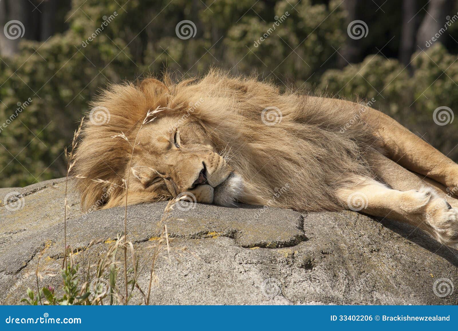 A lion sleep during the day. Спящие львы. Лев лежит. Сонный Лев.