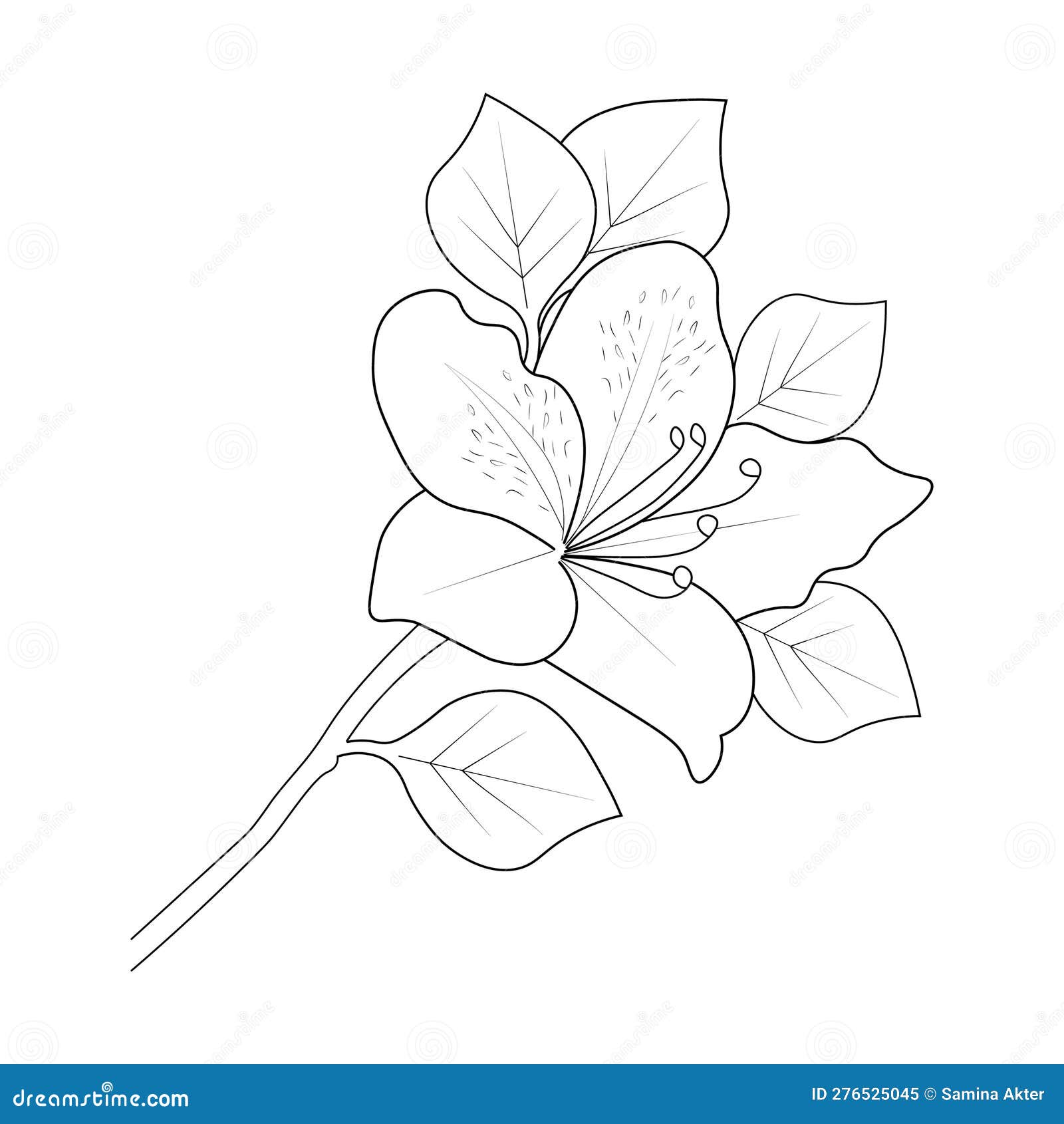легкий цветок азалии. контур азалии рисование ботанической азалии рисование  национального цветка непальского рисунка Иллюстрация вектора - иллюстрации  насчитывающей промахов, купель: 276525045