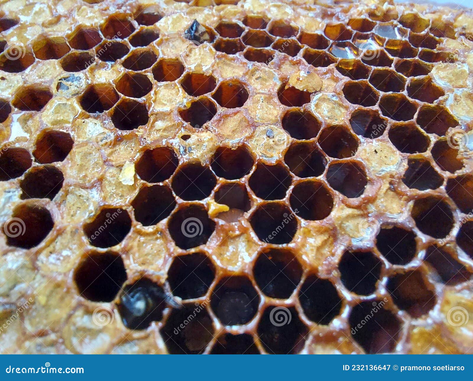 лесное медовое пчелиное гнездо Стоковое Изображение - изображение  насчитывающей гнездй, пуща: 232136647