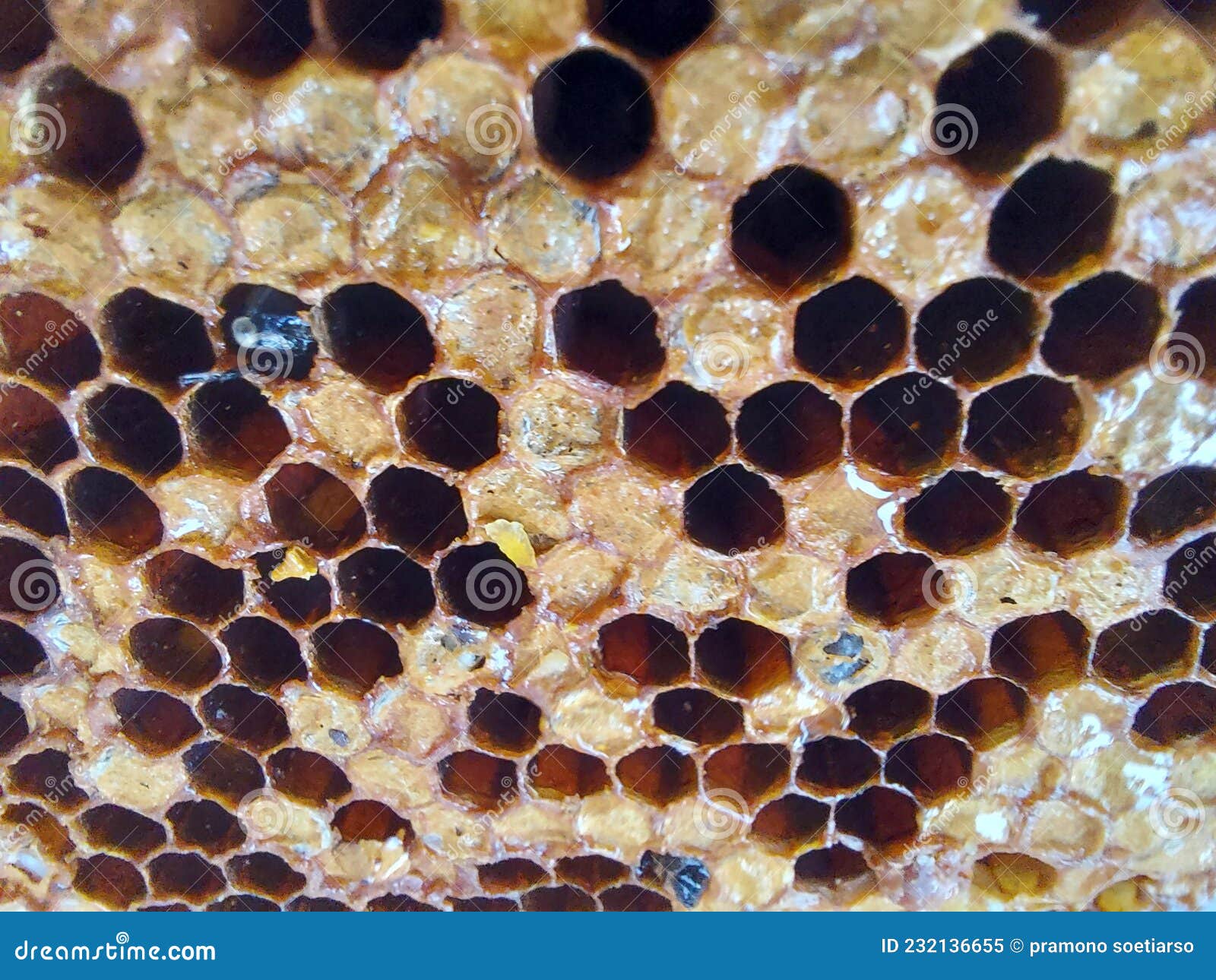 лесное медовое пчелиное гнездо Стоковое Изображение - изображение  насчитывающей статьи, пчела: 232136655