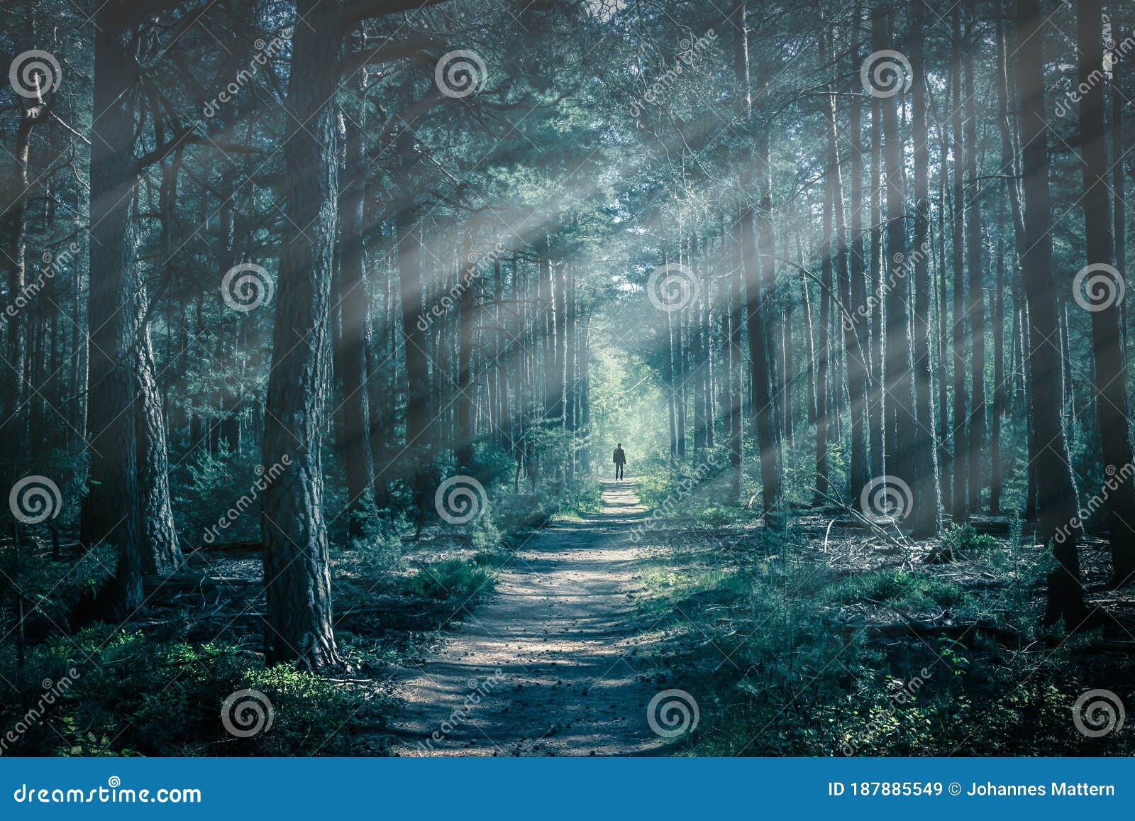 Лес тайны в туманном настроении Стоковое Изображение - изображение  насчитывающей концепция, человек: 187885549