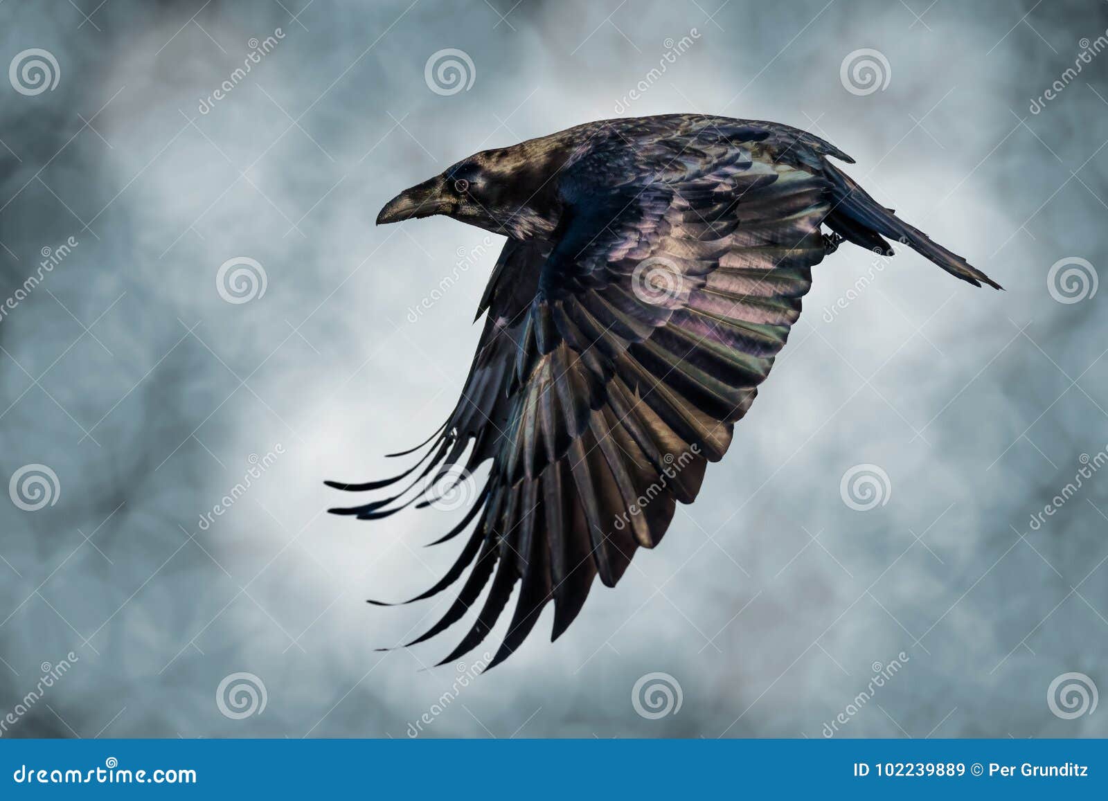 Летание ворона стоковое изображение. изображение насчитывающей готско -  102239889