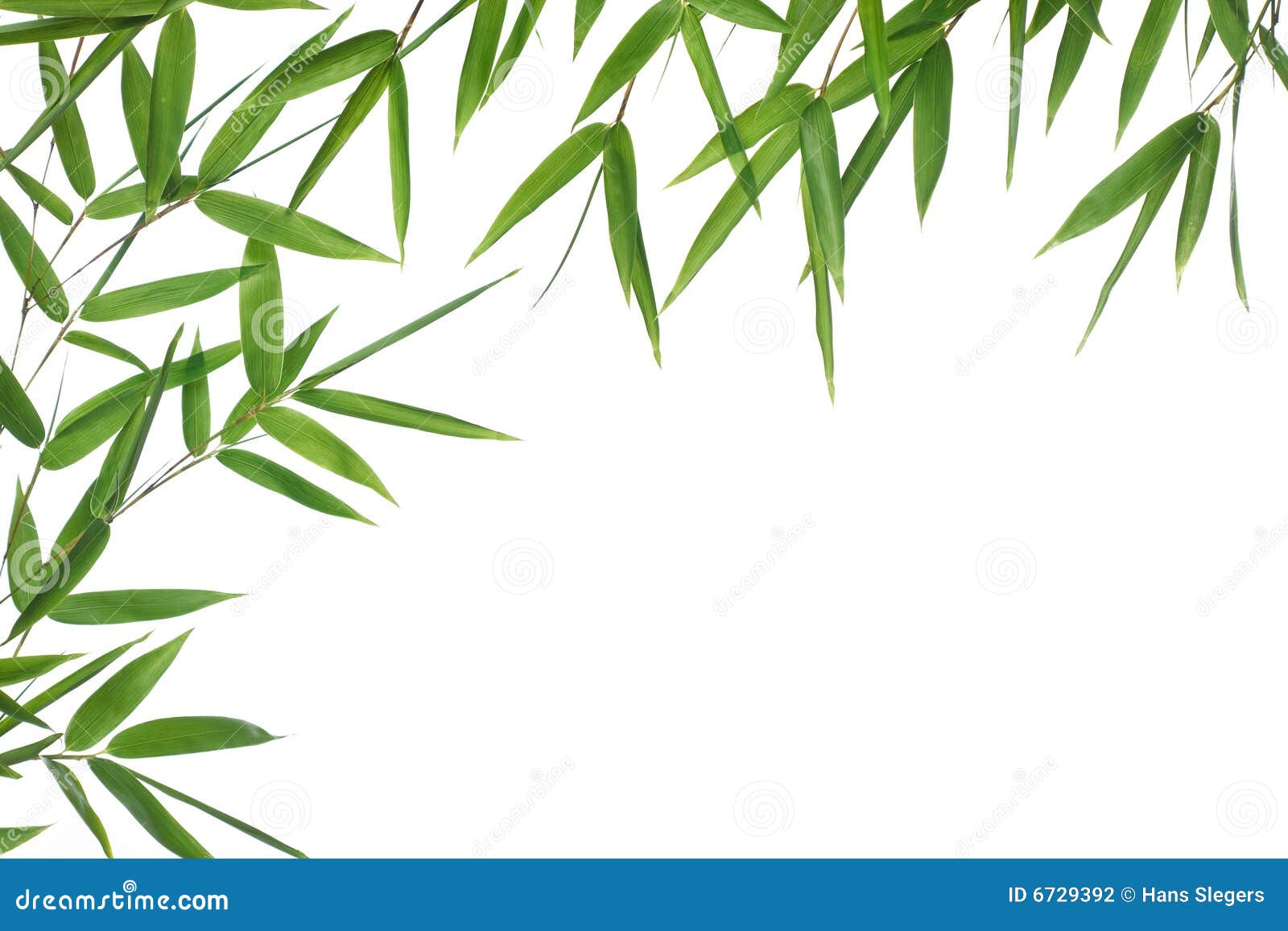 Листья Бамбука Фото