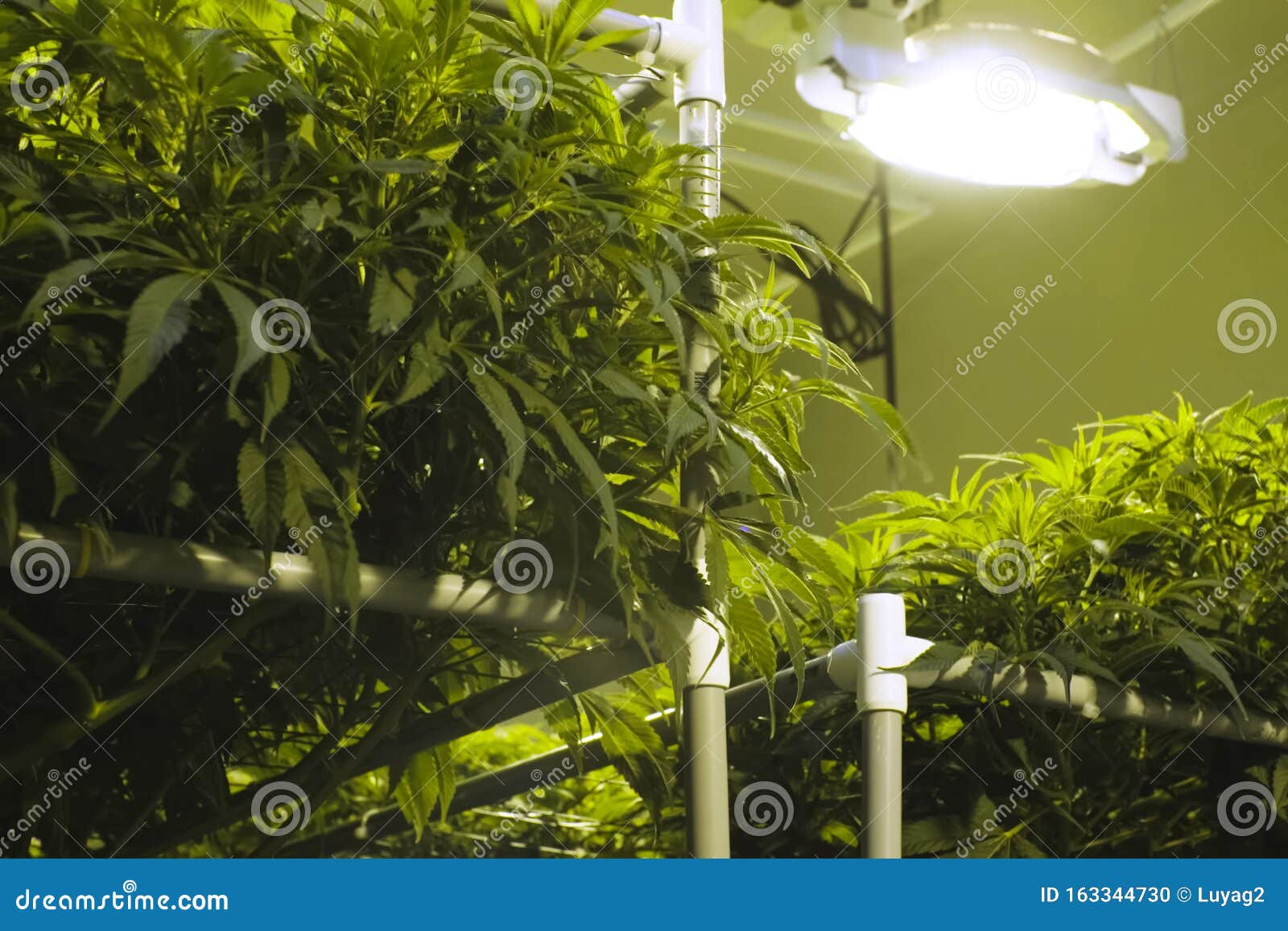 Листья и стебли конопли женское и мужское растение марихуаны