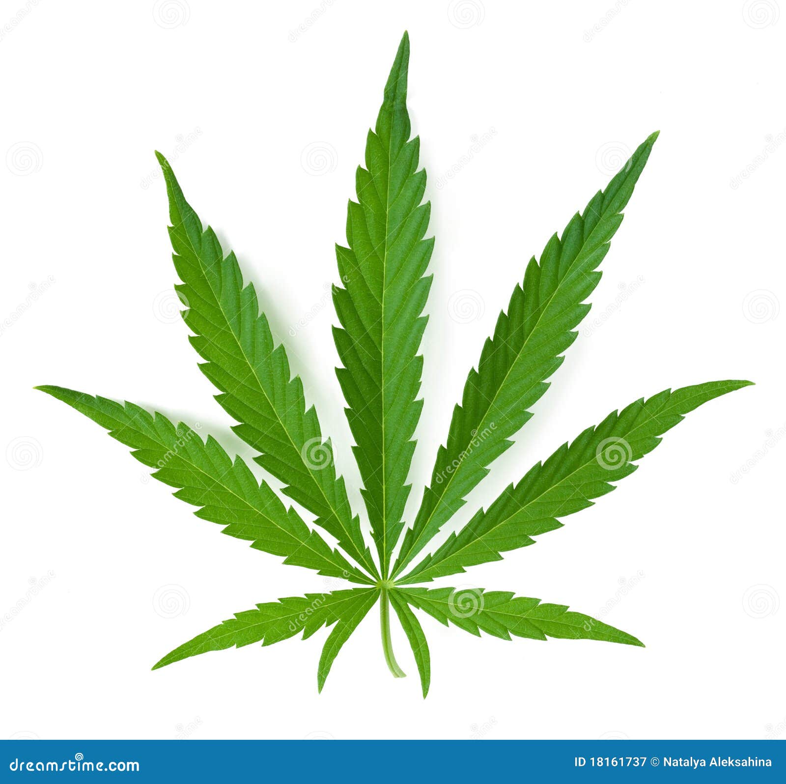 Фотографии листья конопли лист марихуаны похож на лист