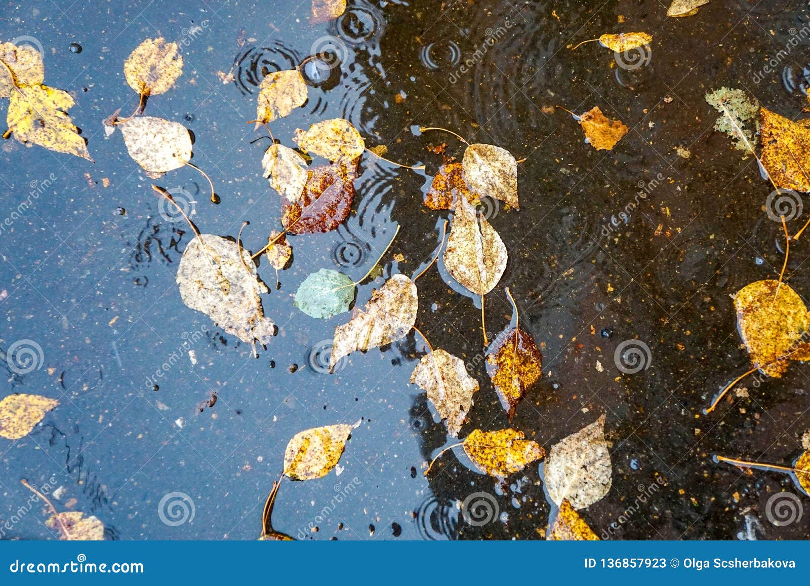 Фото Листьев На Воде