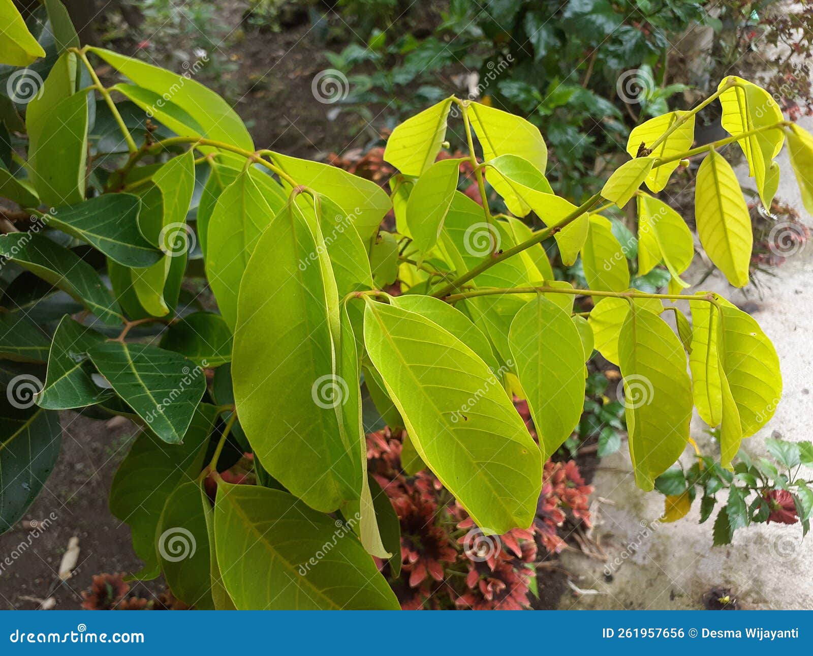 листья рамбутанского дерева включены в состав листьев Стоковое Фото -  изображение насчитывающей широко, категория: 261957656