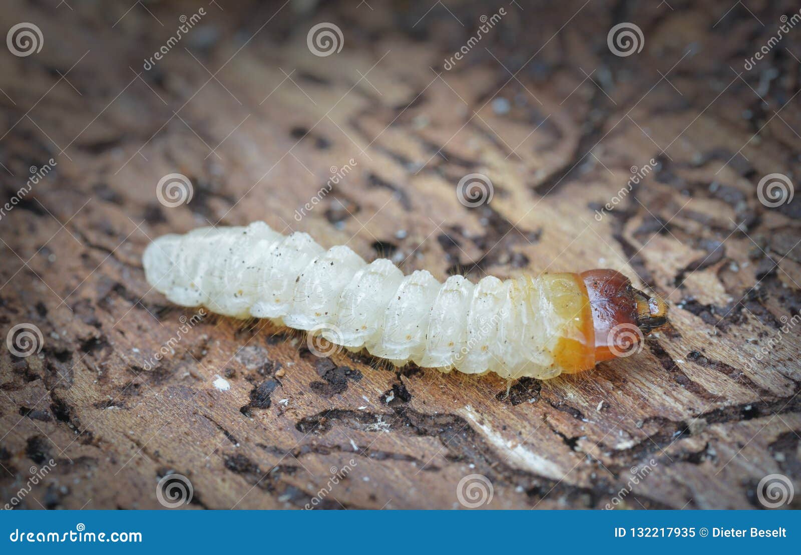 File:Dendroctonus micans larvae (22553862145).jpg - Wikipedia