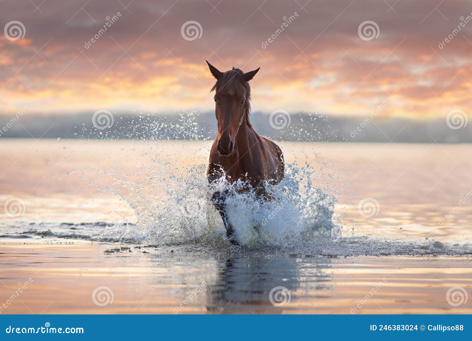 Бегущая лошадь из воды
