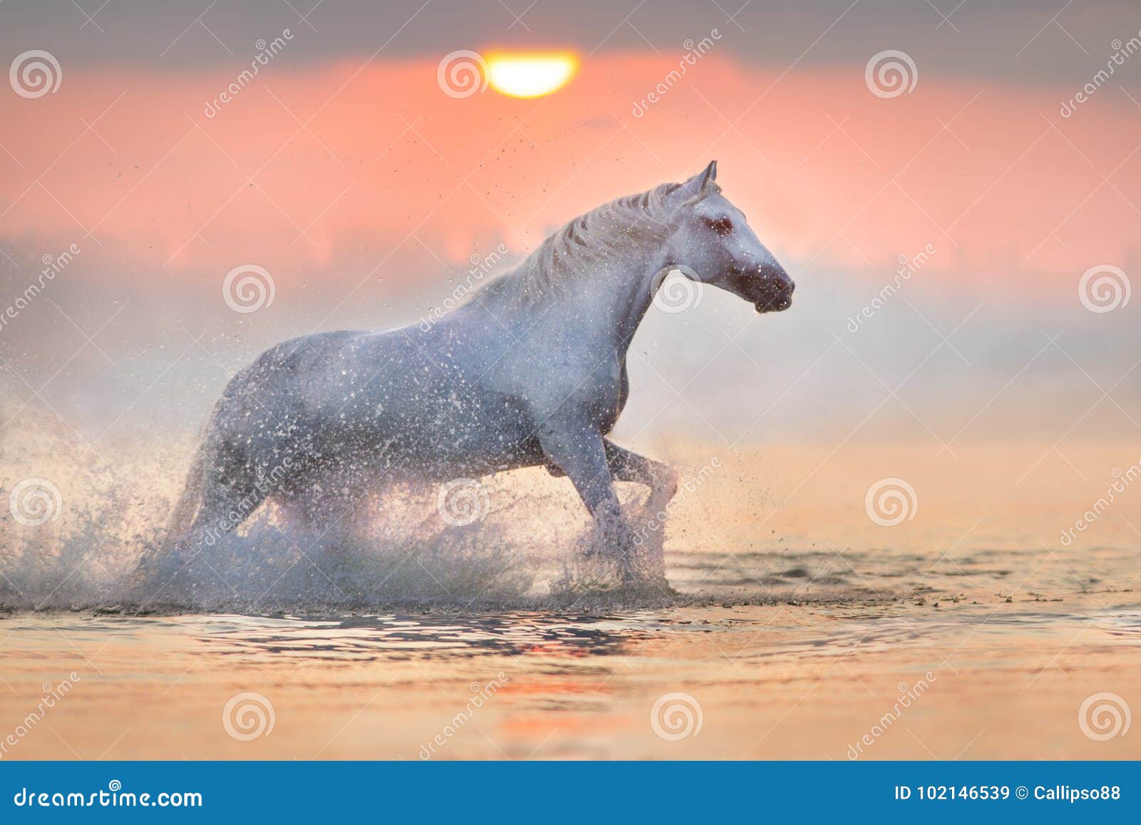 Белая лошадь бегущая из воды на меня