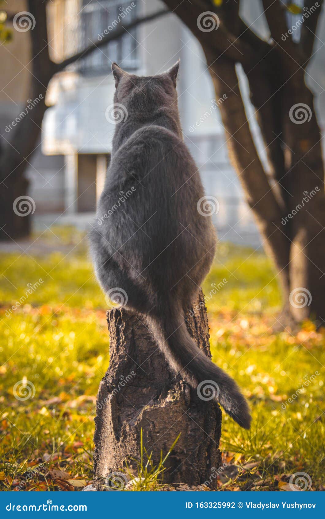 Кошка Сзади Фото Кошка Сзади Фото