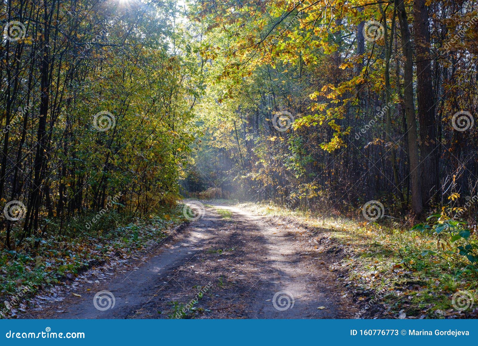 Утро В Осеннем Лесу Фото