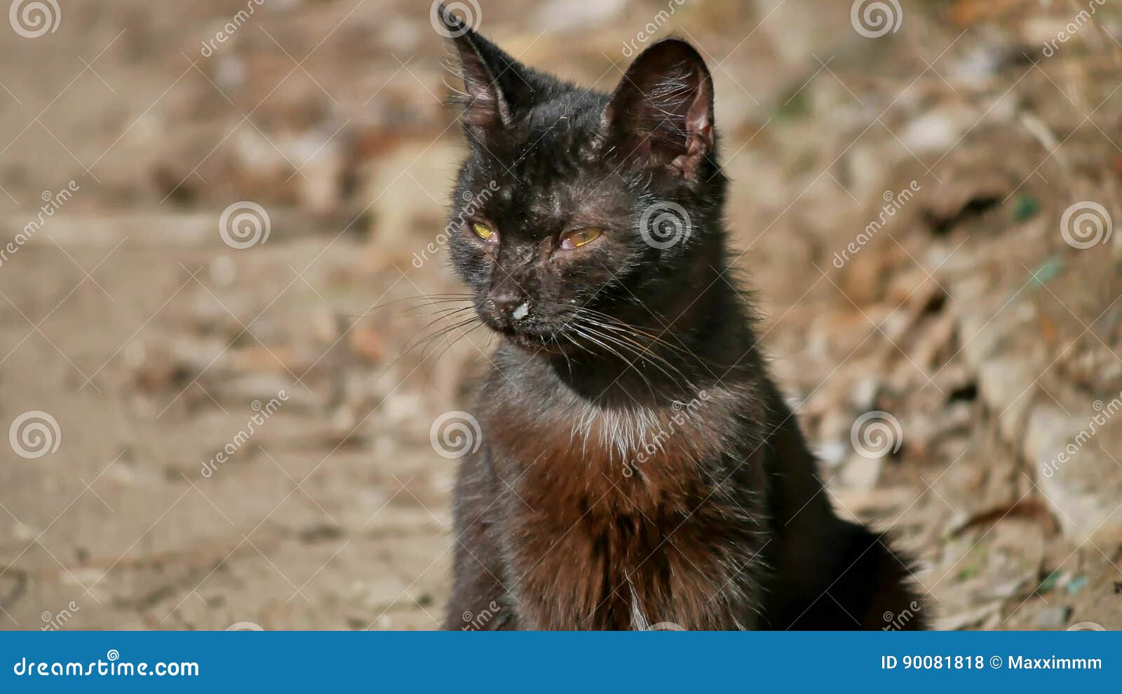 Любимчик старого больного жидкого кота жидкого носа сопли бездомного  внешний Стоковое Фото - изображение насчитывающей чистка, прореагируйте:  90081818