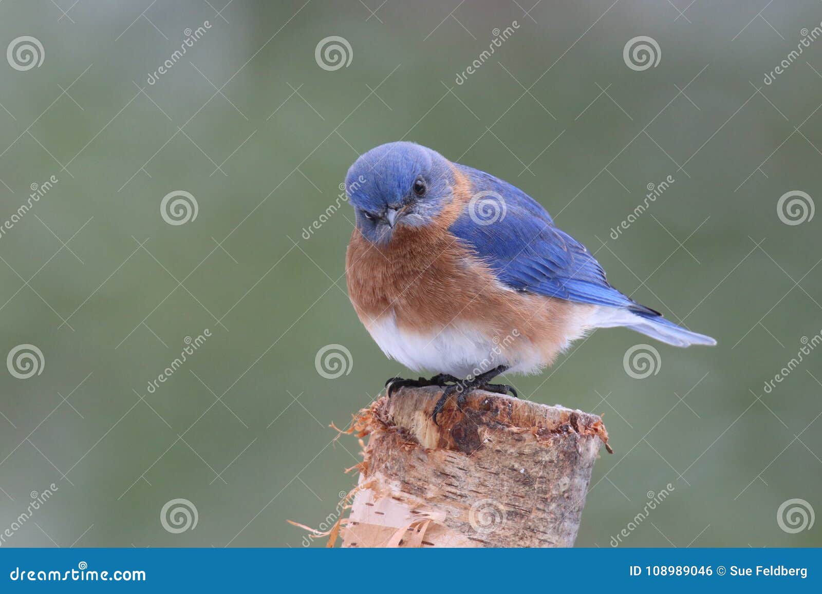 Синяя Птица Фото