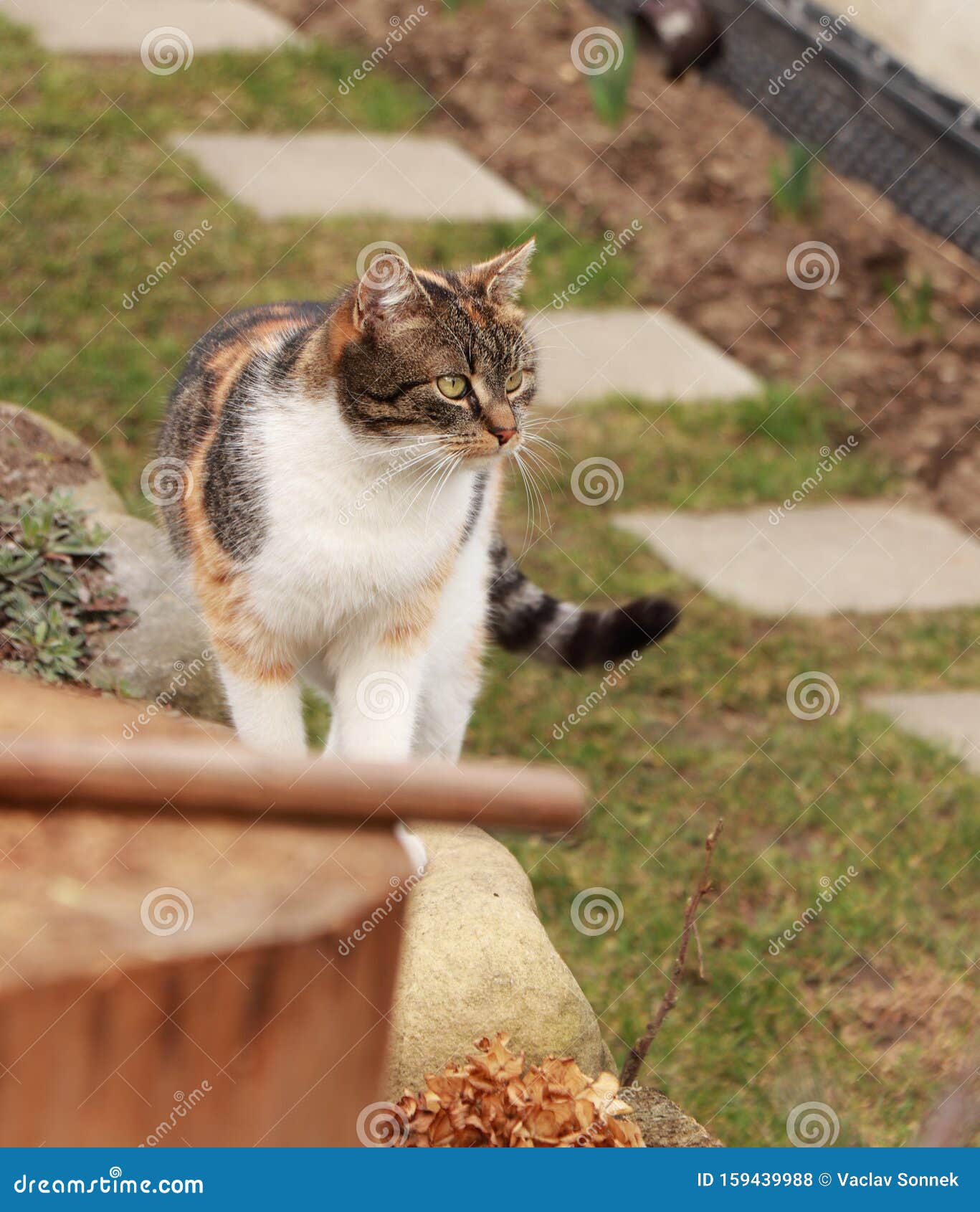 Любопытный котенок пришел к нам на барбекю Она хочет поесть Бесстрашный  цветной кот стоит у камина Фелис катус Стоковое Фото - изображение  насчитывающей прелестное, мед: 159439988